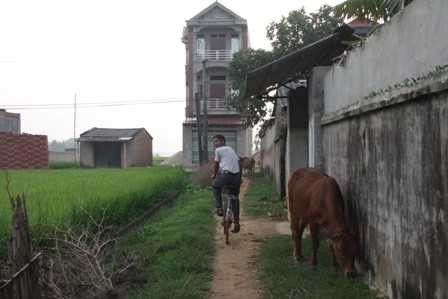  Không còn hiếm để bắt gặp những con trâu, con bò ở xóm Đầu, thôn Sơn Quả nữa...