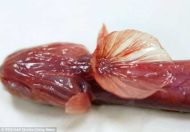 Có lẽ do vẻ ngoài đáng sợ của nó nên nó không được bị bắt làm thức ăn phổ biến.