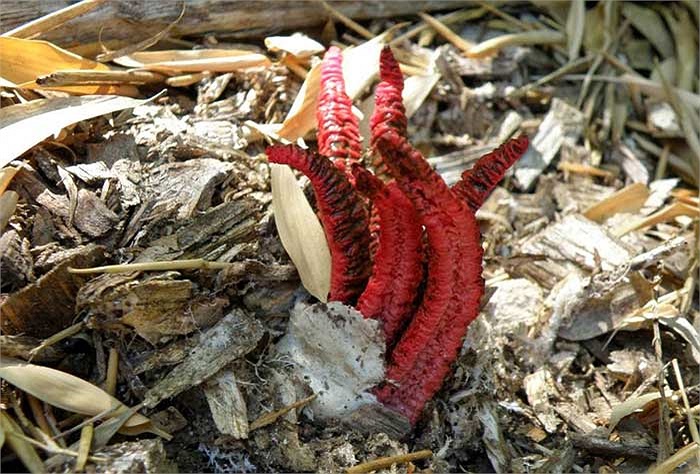 Quả trứng nứt toác, những chiếc 'xúc tu' vươn dần ra ngoài và lớn nhanh như thổi.