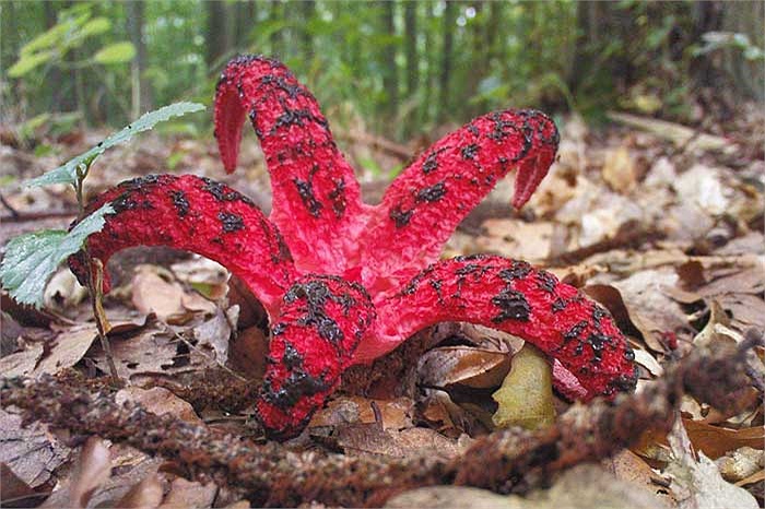 Khoảng 4-7 cánh tay hình thành và bò dần ra bên ngoài, tất cả chỉ diễn ra trong khoảng vài tiếng đồng hồ.