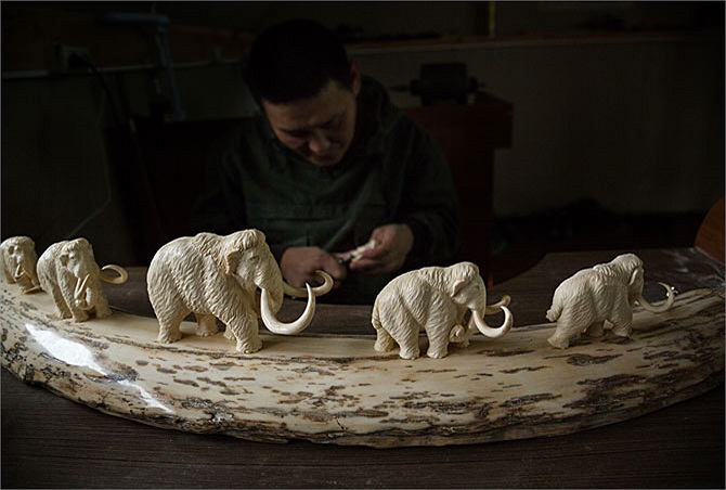 Một thợ điêu khắc tại khu vực thủ phủ tỉnh Yakutsk đang biến một chiếc ngà voi ma-mút thành cuộc diễu hành của đàn voi thu nhỏ. Những sản phẩm này sẽ được bán tại Nga, nhưng nhu cầu từ Trung Quốc cũng đang ngày một gia tăng.