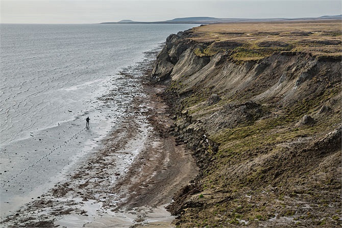 Một thợ săn ngà đang lùng sục ven bờ của hòn đảo Bolshoy Lyakhovskiy. Giá trị thương mại của ngà voi ma-mút tăng vọt trong những năm gần đây đã thu hút hàng trăm người tham gia tìm kiếm giữa giá lạnh của mùa xuân vùng Cực Bắc nước Nga.