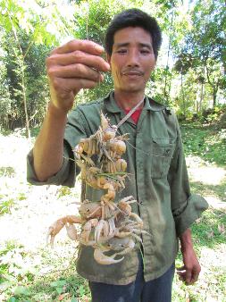  Xâu cua của ông Duyên thu được sau một giờ câu