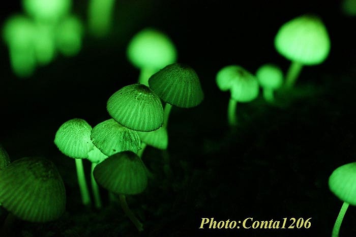 Nấm Wakayama được phát hiện ở Wakayama, Nhật Bản.. Thường mọc ở những nơi tăm tối đặc biệt là vào mùa mưa ẩm ướt. 