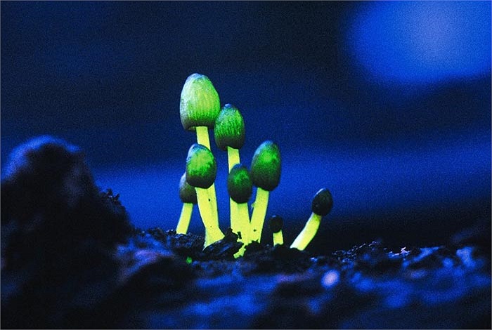 Quá trình phát quang sinh học của các loài nấm là do một loại emzim tiết ra từ mũ nấm có tên là Luciferases, những loài động vật có khả năng phát quang như sứa hay mực biển cũng có loại enzim này. 