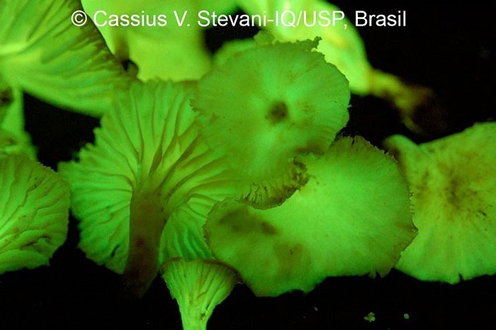 Cho đến tận năm 2009, Desjardin, giáo sư sinh thái và tiến hóa của Mỹ cùng tiến sĩ Cassius Stevani đã quyết định đi kiếm tìm loài có thể phát thứ ánh sáng màu xanh lá cây kỳ lạ đó. 