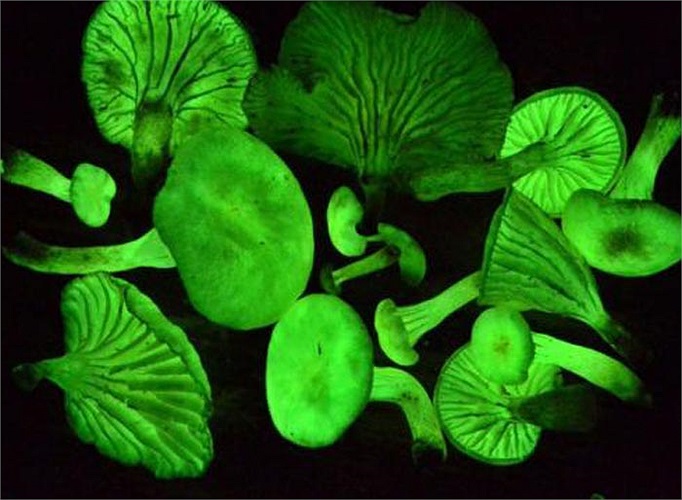 Các nhà sinh học đã phải đối mặt với những nguy hiểm trong rừng rậm Nam Mỹ với rắn độc và báo đốm. Nhờ tới sự trợ giúp của những thiết bị máy ảnh cao cấp, cuối cùng họ đã tìm thấy nó. 