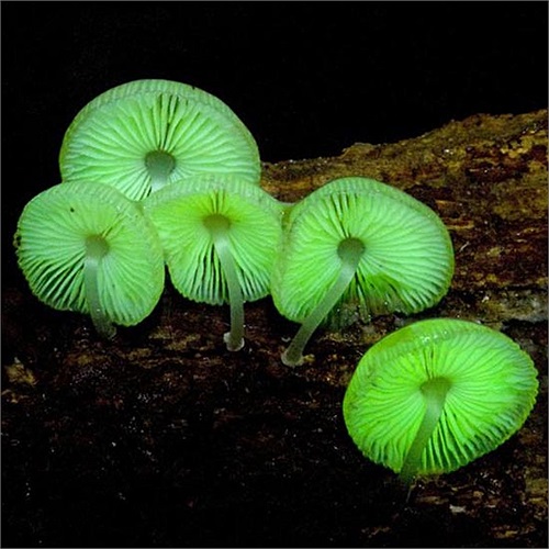 Việc phát quang của những loài nấm đến nay vẫn là một ẩn số, chưa có một lời khẳng định chắc chắn nào về cơ chế phát sáng cũng như mục đích nó phát sáng. Tất cả vẫn chỉ là phỏng đoán. 