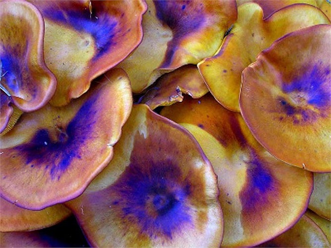 Tuy nhiên điều này lại không đúng với Nấm đèn lồng, bởi nơi phát ra ánh sáng chính là những sợi nấm chứa chất dinh dưỡng của chúng, và việc phát ra ánh sáng hấp dẫn, có thể biến chúng thành bữa ăn tối ngon miệng cho các loài côn trùng. 