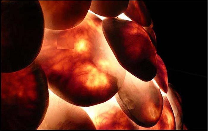 Nấm đèn lồng được mệnh danh là “lửa cáo”, bởi chúng phát ra những ánh sáng màu cam như đuôi cáo. Ánh sáng của chúng có thể nhìn bằng mắt thường và cảnh báo con mồi rằng mình rất độc. 