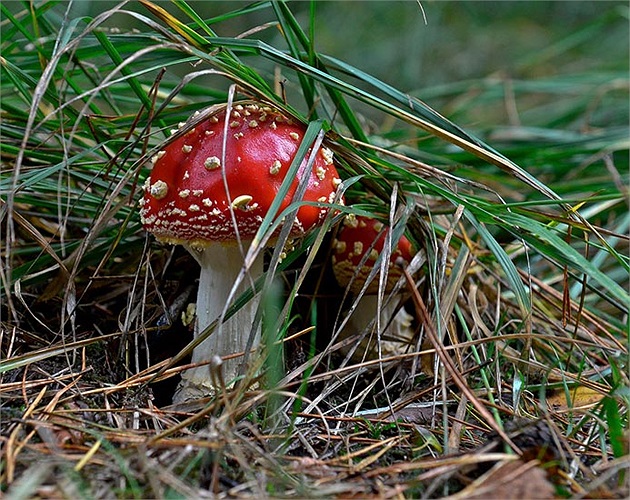 Nấm đèn lồng ban ngày.