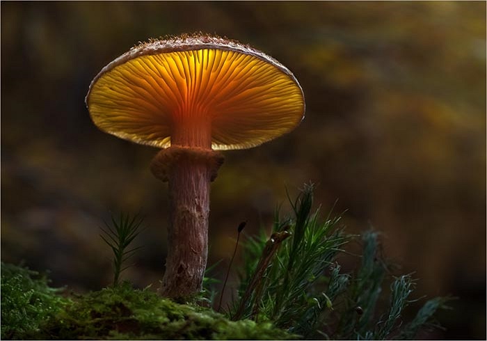 Thứ ánh sáng lập lòe của những loại nấm độc này đang làm đau đầu các nhà khoa học. 
