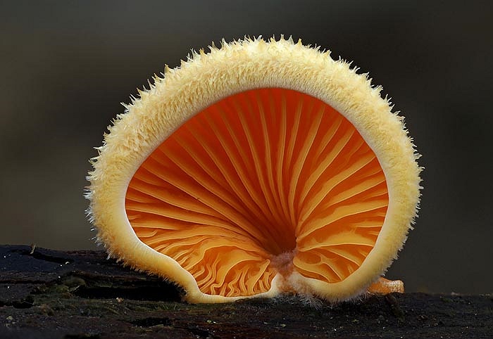 Một chiếc mũ nấm đèn lồng màu da cam tựa như đuôi của loài cáo. 