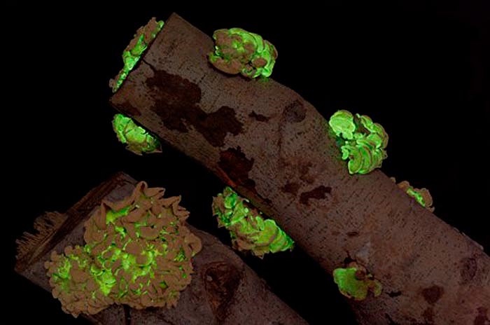 Nấm Panellus được tìm thấy ở nhiều nơi trên thế giới, nhưng phổ biến nhất là ở khu vực Bắc Mỹ. 