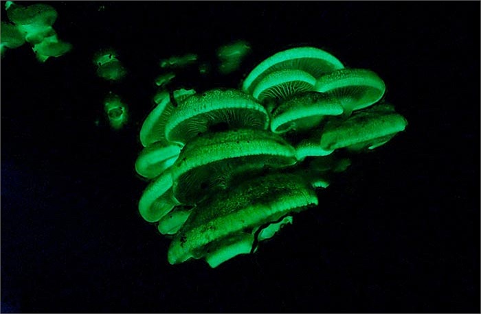 Loại nấm này ngoài khả năng phát sáng còn có có tác dụng cầm máu. 