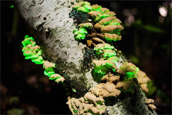 Chúng phát ra ánh sáng màu xanh rất bắt mắt, tựa như một chiếc đèn thiên nhiên.