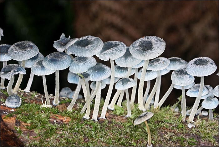 Nấm Mycena được cũng tìm thấy ở Brazil, phát ra ánh sáng màu xanh hơi vàng do trong cơ thể của chúng có những sợi được gọi là mycelium. 