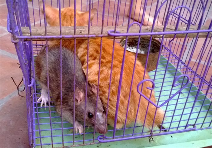 Những ngày gần đây, người dân xã Thụy Lâm (Đông Anh, Hà Nội) xôn xao với câu chuyện lạ lùng, ấy là chuyện một con mèo hoang và chú chuột cống sống chung với nhau rất… tình cảm. 