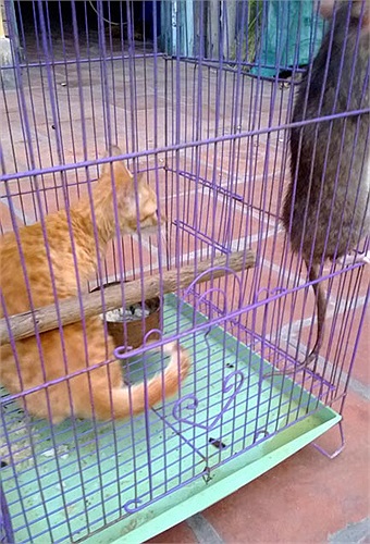 Nhiều người không tin chuyện mèo và chuột – hai kẻ thù không đội trời chung sống được với nhau, nên tò mò tìm đến xem. Và rồi, ai cũng phải ngạc nhiên.