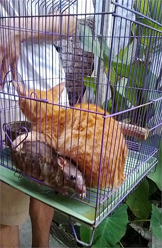 Theo anh Hà, mỗi khi có người lạ, chú chuột hoảng sợ, rúc vào bụng chú mèo và chú mèo sẵn sàng che chở.