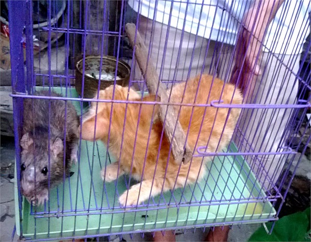 Những khi không có người lạ, chúng chơi đùa với nhau. Anh thường xuyên được chứng kiến cảnh tượng ngộ nghĩnh, ấy là chú chuột cưỡi trên lưng mèo.