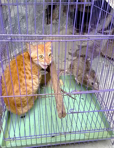 Cả mèo và chuột cùng ăn chung một bát và thức ăn của mèo và chuột giống nhau. Anh Hà cho gì thì chúng ăn thế, không tranh giành nhau.