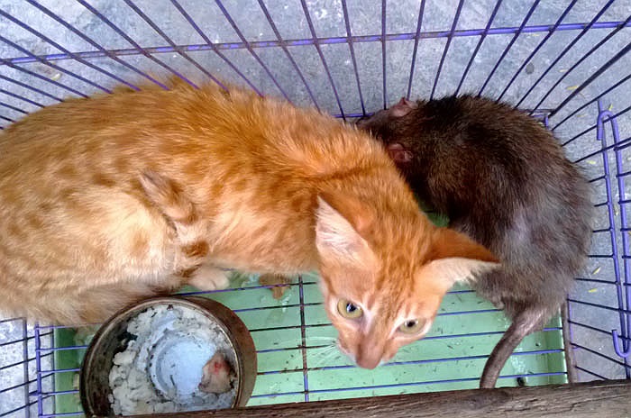 Anh Hà cho biết, từ việc tạo hòa thuận cho mối quan hệ mèo – chuột, anh nảy ra ý định tiếp tục tạo ra mối tình tay ba gồm chó – mèo – chuột.