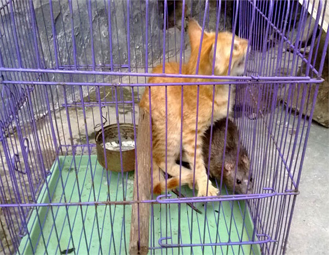 Mỗi ngày anh đều để lồng chuột và mèo cạnh lồng chó để chúng làm quen với nhau, tạo ra sự thân thiết, gần gũi. Nếu chúng thân thiện, anh sẽ nhốt cả vào một chuồng, để tạo ra điều kỳ diệu trong thế giới động vật.
