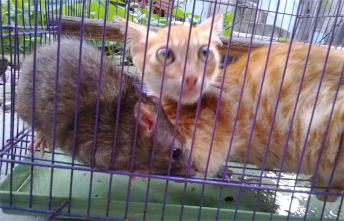 Người sở hữu “cặp đôi kỳ lạ” này là anh Hà, nhà ở ngay cạnh trụ sở UBND xã Thụy Lâm (Đông Anh, Hà Nội).