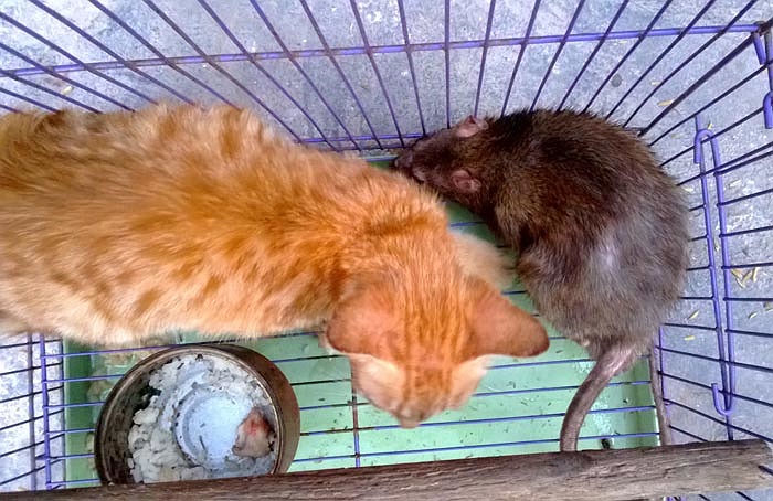 Anh Hà cho biết, anh có thú vui nuôi các loài động vật, gồm rất nhiều loại chim cò, gà, mèo, chó…