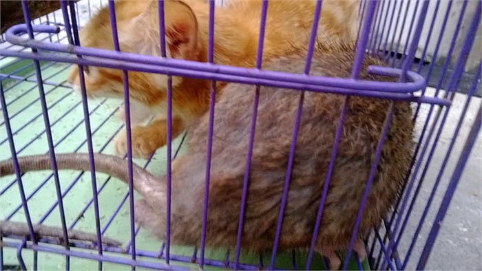Cách đây khoảng 1 tháng, một chú mèo hoang chui vào chuồng chim và cửa chuồng sập lại, nhốt chú mèo trong đó.