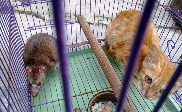 Anh Hà thả chú mèo ra, nhưng chú mèo này không đi đâu cả, cứ quanh quẩn trong nhà anh. Anh hỏi hàng xóm, nhưng không ai nhận chú mèo vàng này là vật nuôi nhà mình.