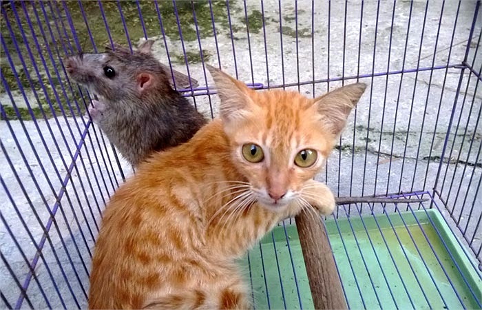 Vài hôm sau, một chú chuột cống khá lớn, to bằng bắp tay, nặng khoảng 4 lạng chui vào chuồng chim, và cũng bị cửa chuồng sập lại.