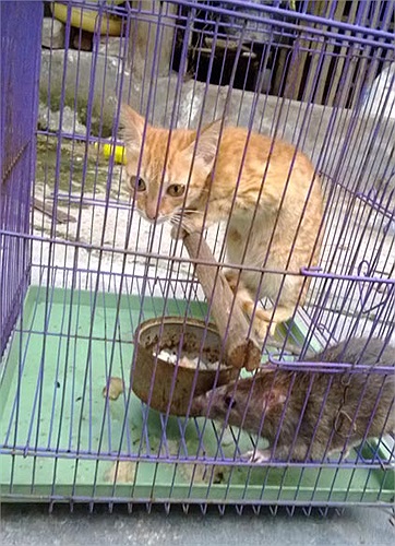 Anh Hà thả chú mèo vào cái chuồng ấy để ăn thịt chuột. Tuy nhiên, điều lạ lùng đã diễn ra, là chú chuột tỏ ra rất hung dữ, còn chú mèo thay vì xông vào ngoạm chết chuột, thì nằm im ở góc chuồng nhòm ngó.