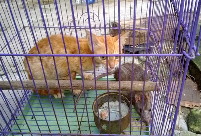 Hai con vật nằm 2 góc chuồng nhìn nhau một lúc thì chúng xích lại gần nhau để làm quen.