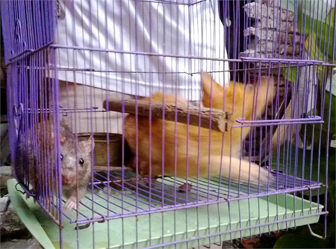 Hai con vật vốn là kẻ thù truyền kiếp đã trở thành đôi bạn thân, sống hòa thuận với nhau từ đó.