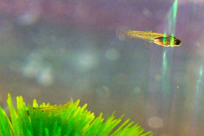 Sau một vài phút, cá con bắt đầu trở nên hoạt bát và bơi những nhịp đầu tiên