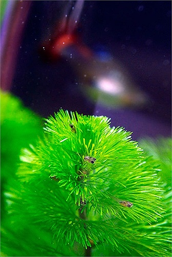 Bản năng dạy cho chúng biết rằng những lá rong đuôi chó là nơi ẩn nấp an toàn, và cũng là nguồn cung cấp thức ăn ban đầu