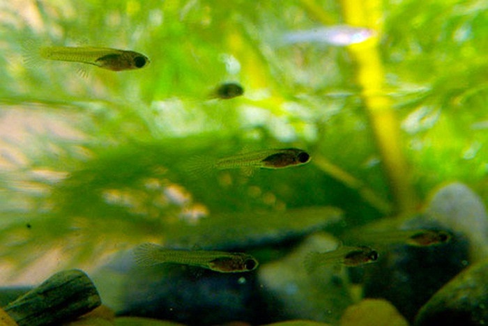 Chúng cũng hiểu bơi thành đàn là một phương thức làm rối loạn phương hướng của kẻ thù