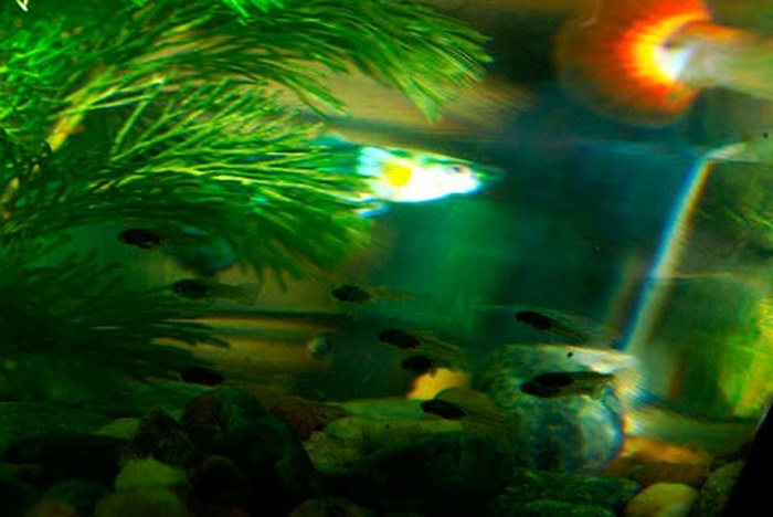 Trớ trêu thay, với tập tính ăn con, kẻ thù đầu tiên của chúng chính là cá bố mẹ