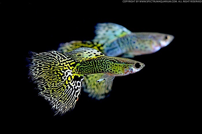 Trong điều kiện sống thích hợp, chỉ với 1 cặp bảy màu ban đầu, sau một năm đã là hàng trăm ngàn con