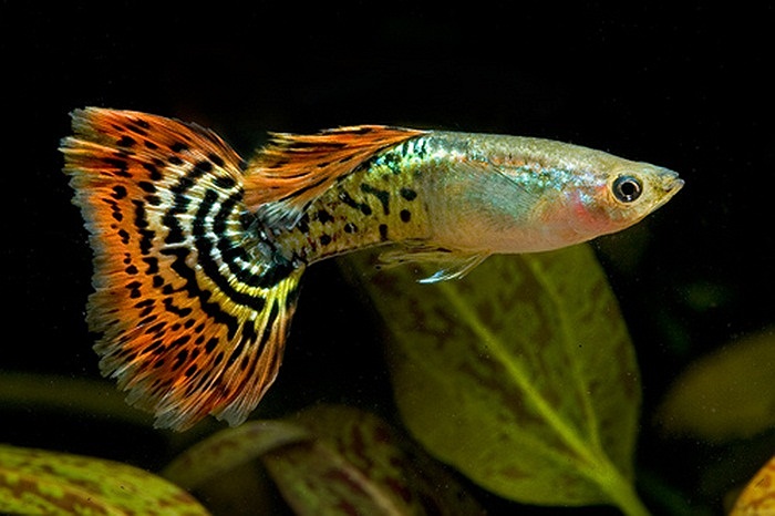 Đặc biệt là loại cá này ăn tất cả các loại thủy thực vật và động vật (rong, tảo, moina...) dẫn đến không còn thức ăn cho các loại cá khác