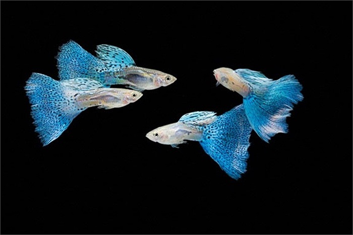 Điều đó khiến cho loài cá này vô tình trở thành loài nguy hiểm, thậm chí hơn cả hổ và cá mập