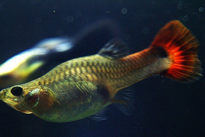 Nhưng cũng không ít chú chào đời bằng đuôi như trong hình