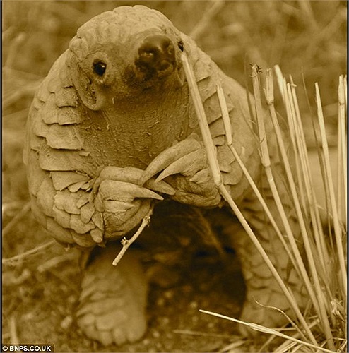 Loài động vật này không có lông, chỉ có lớp vảy cứng bao bọc toàn thân. Đôi mắt to chính là một trong những đặc điểm khiến te tê được coi là loài động vật đáng yêu