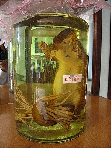 Một con tê tê bị ngâm rượu ở Việt Nam