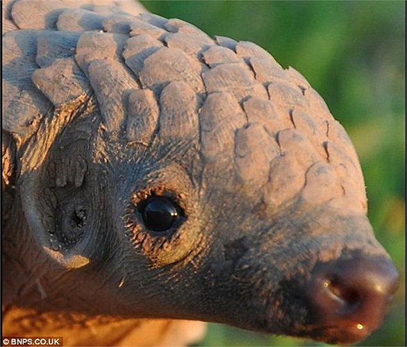 Chúng còn tự vệ bằng cách xịt dung dịch axit có mùi hôi nồng nặc từ tuyến gần hậu môn