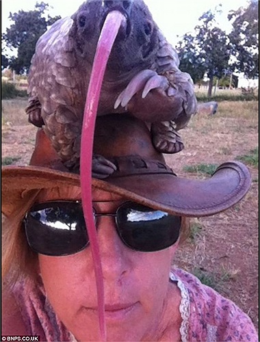 Tê tê có chiếc lưỡi dài đến 40 cm với nước dãi rất dính để bắt mồi. Cuống lưỡi nằm sâu trong lồng bụng