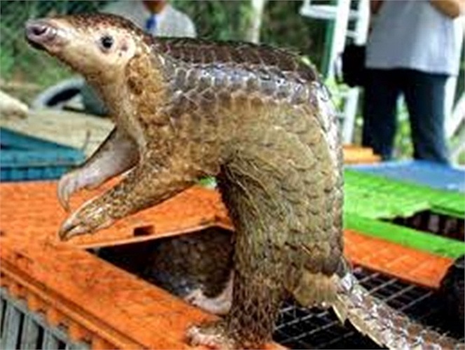 Các loài tê tê đo được từ 30 đến 100 cm. Con cái thường nhỏ hơn con đực. Chúng làm ổ trong những hốc cây rỗng hay đào hang sâu dưới đất