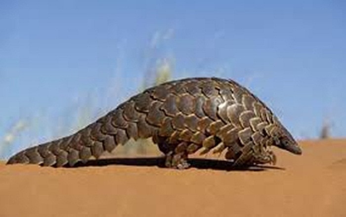 Ở Trung Quốc, thịt tê tê được coi là cao lương bổ ích trong Đông y, giúp điều hòa lưu huyết và tăng lượng sữa cho sản phụ nên bán rất được giá